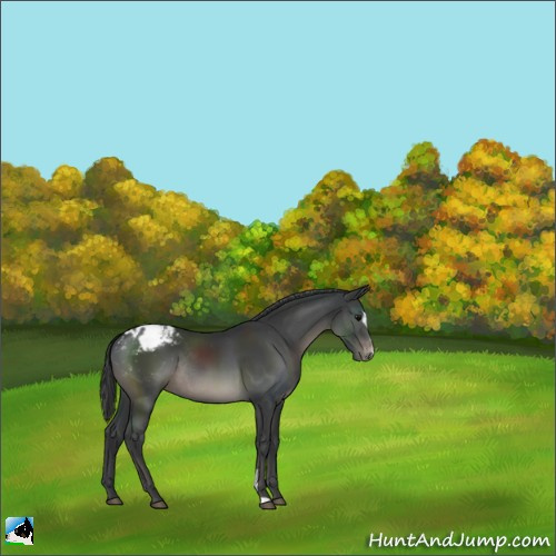 Horse Color:Black Sabino Appaloosa Rabicano 