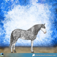 Horse Color:Black Sabino Appaloosa Rabicano 