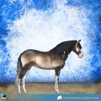 Horse Color:Brown Onyx Sabino Rabicano