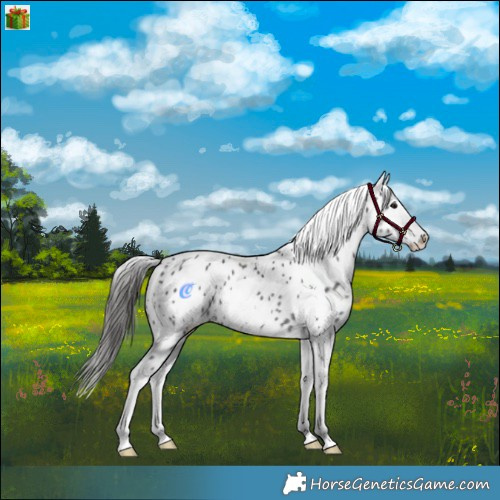 Horse Color:Black Sabino Appaloosa Rabicano 