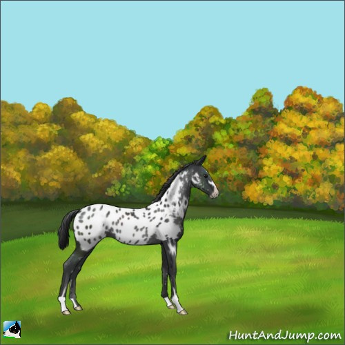 Horse Color:Black Sabino Appaloosa Rabicano 