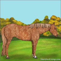 Horse Color:Chestnut  and Chestnut 