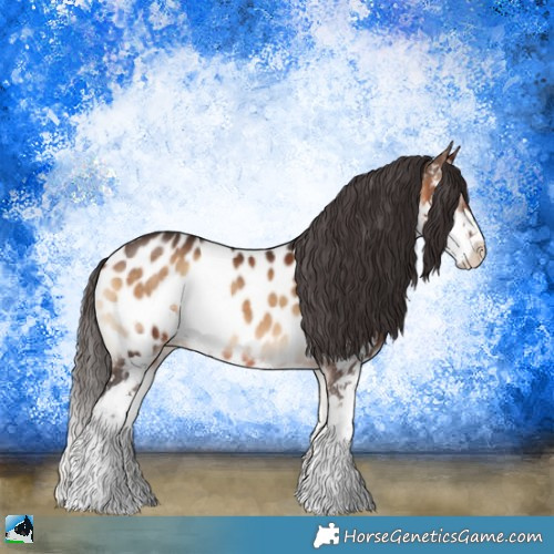Horse Color:Bay Onyx Sabino Appaloosa