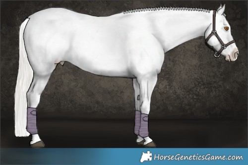 Horse Color:Silver Grullo Roan Appaloosa Rabicano 