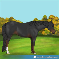 Horse Color:Liver Chestnut 
