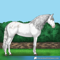 Horse Color:Silver Grullo Roan Snowflake Varnish Rabicano 