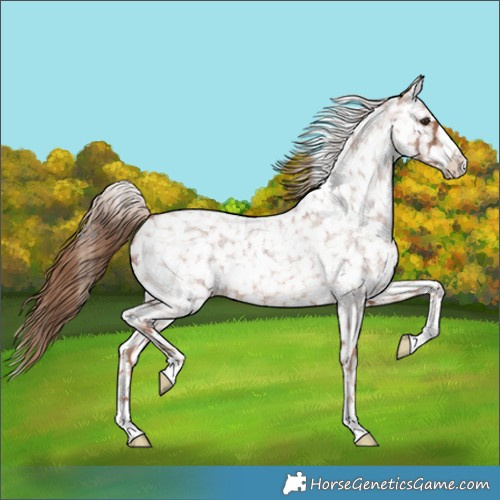 Horse Color:Red Roan Appaloosa 
