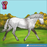 Horse Color:Gray Silver Smoky Black Tobiano Appaloosa 