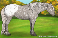 Horse Color:Silver Grullo Roan Appaloosa Rabicano