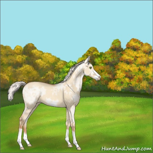 Horse Color:Silver Classic Champagne Ice Dun Splash Frame 