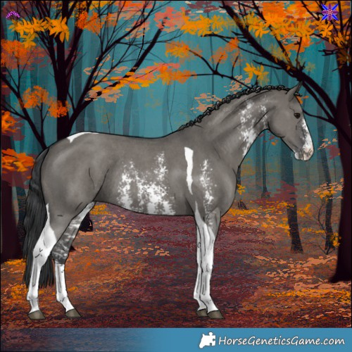 Horse Color:Grullo Sabino Tobiano Rabicano 