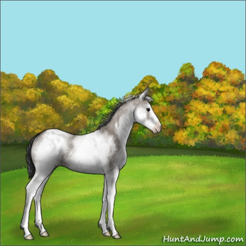 Horse Color:White Spotted Grullo Sabino Rabicano 