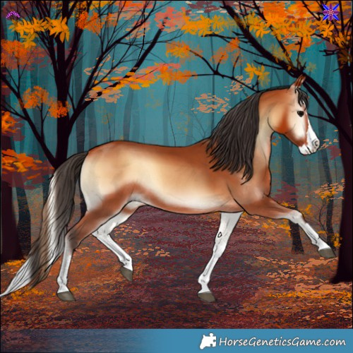 Horse Color:Bay Onyx Splash Rabicano 