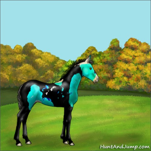 Horse Color:Buckskin Dun Tobiano Rabicano 