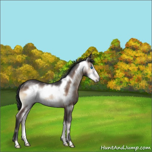 Horse Color:Brown Onyx Frame Rabicano 