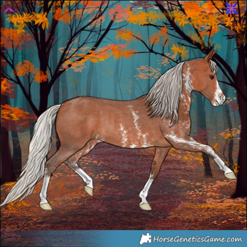 Horse Color:Silver Bay Sabino Rabicano 