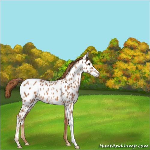 Horse Color:Chestnut Appaloosa Rabicano 