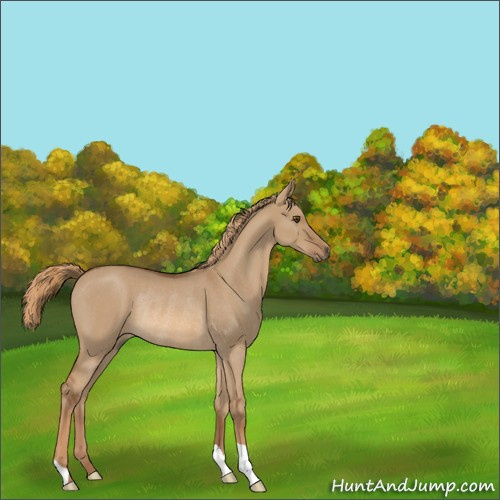 Horse Color:Red Dun Rabicano 