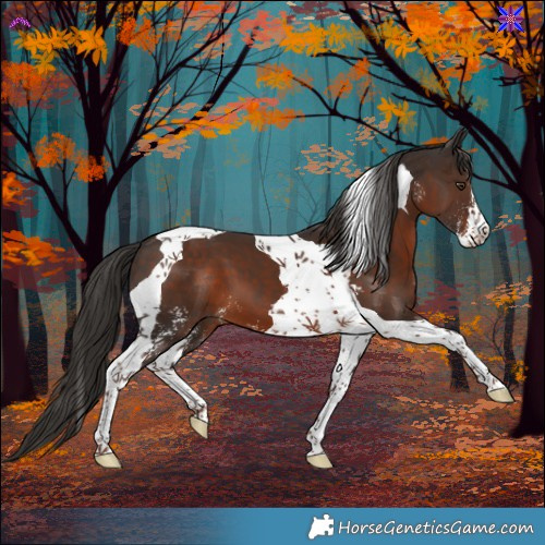 Horse Color:Liver Chestnut Sabino Tobiano 