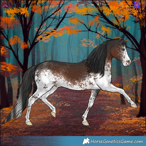 Horse Color:White Spotted Liver Chestnut 