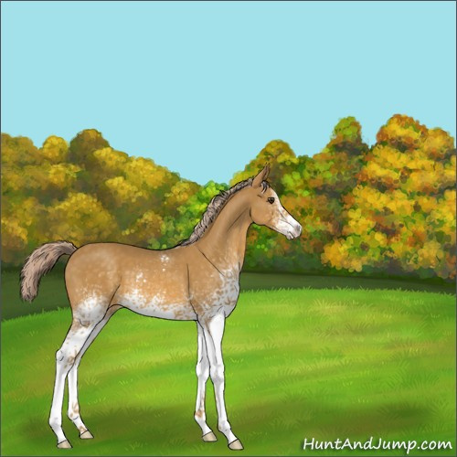 Horse Color:White Spotted Palomino 