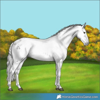 Horse Color:Gray White Spotted Liver Chestnut Splash Appaloosa 