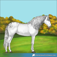 Horse Color:Gray White Spotted Liver Chestnut Splash Appaloosa 