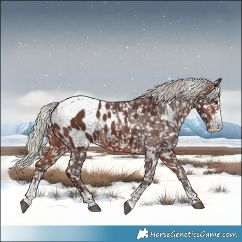 Horse Color:White Spotted Silver Brown Sabino Appaloosa Rabicano 