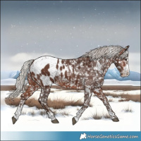 Horse Color:White Spotted Silver Brown Sabino Appaloosa Rabicano 