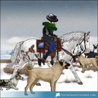 Horse Color:White Spotted Silver Brown Sabino Appaloosa Rabicano