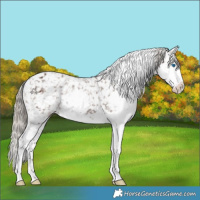 Horse Color:White Spotted Liver Chestnut Splash Tobiano Appaloosa 