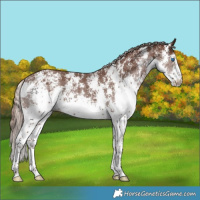 Horse Color:Liver Chestnut Sabino Splash Rabicano 