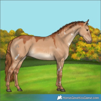 Horse Color:White Spotted Red Dun Rabicano 