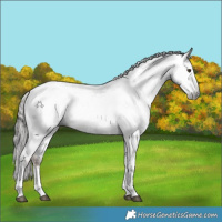 Horse Color:Gray Liver Chestnut Sabino Tobiano Appaloosa 