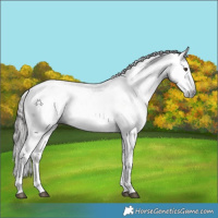Horse Color:Gray Liver Chestnut Sabino Tobiano Snowcap 