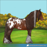 Horse Color:White Spotted Liver Chestnut Tobiano Blanket 