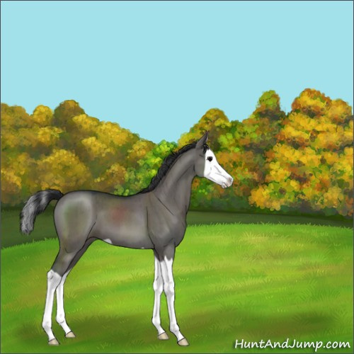 Horse Color:Grullo Splash Brindle 