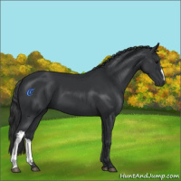 Horse Color:Black 
