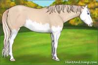 Horse Color:Gold Champagne Dun Sabino Splash 
