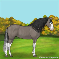 Horse Color:Grullo Splash 