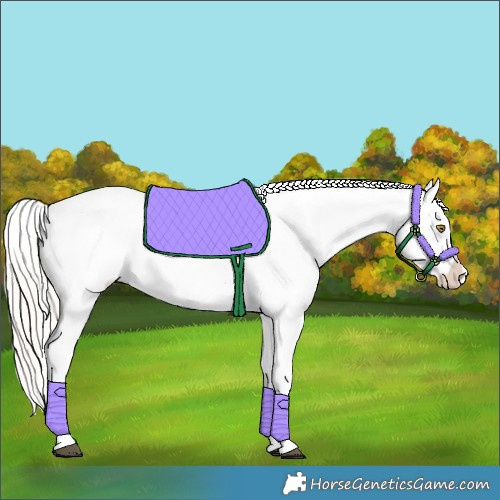 Horse Color:Silver Bay Roan Dun Appaloosa Rabicano