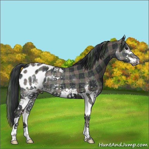 Horse Color:Plaid  White Spotted Black Appaloosa 