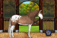 Horse Color:Chestnut Splash Appaloosa Rabicano 