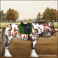 Horse Color:White Spotted Bay Appaloosa Rabicano