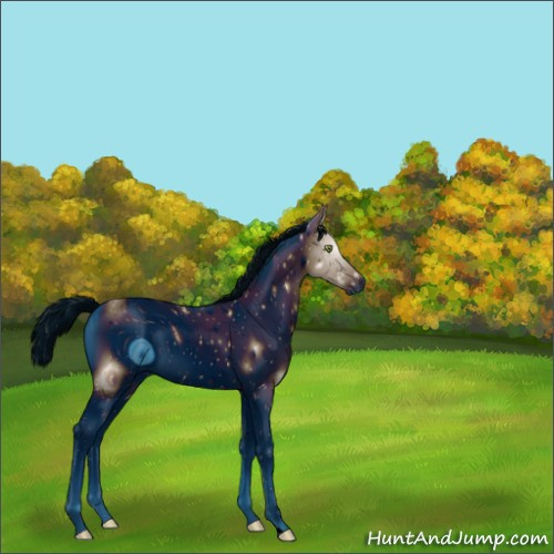 Horse Color:ERROR: UNKNOWN ANOMALY