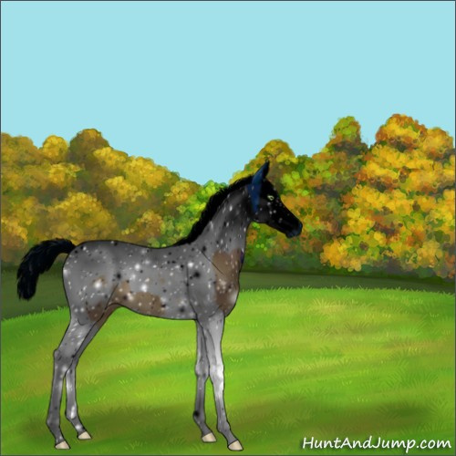 Horse Color:ERROR: UNKNOWN ANOMALY