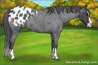 Horse Color:Blue Roan Splash Appaloosa