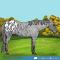 Horse Color:Blue Roan Appaloosa 