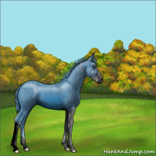Horse Color:ERROR: UNKNOWN ANOMALY