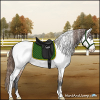 Horse Color:Bay Dun Appaloosa 